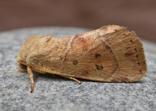 American Dun-bar Moth photo 3