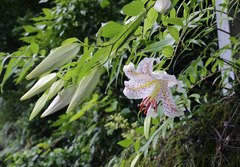 Lilium auratum