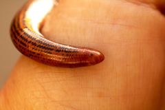 Afrotyphlops elegans