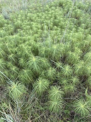 Helianthus salicifolius
