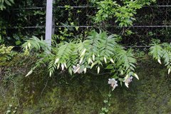 Lilium auratum