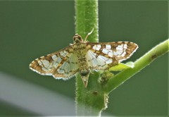 Diacme mopsalis