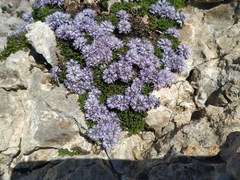 Globularia repens