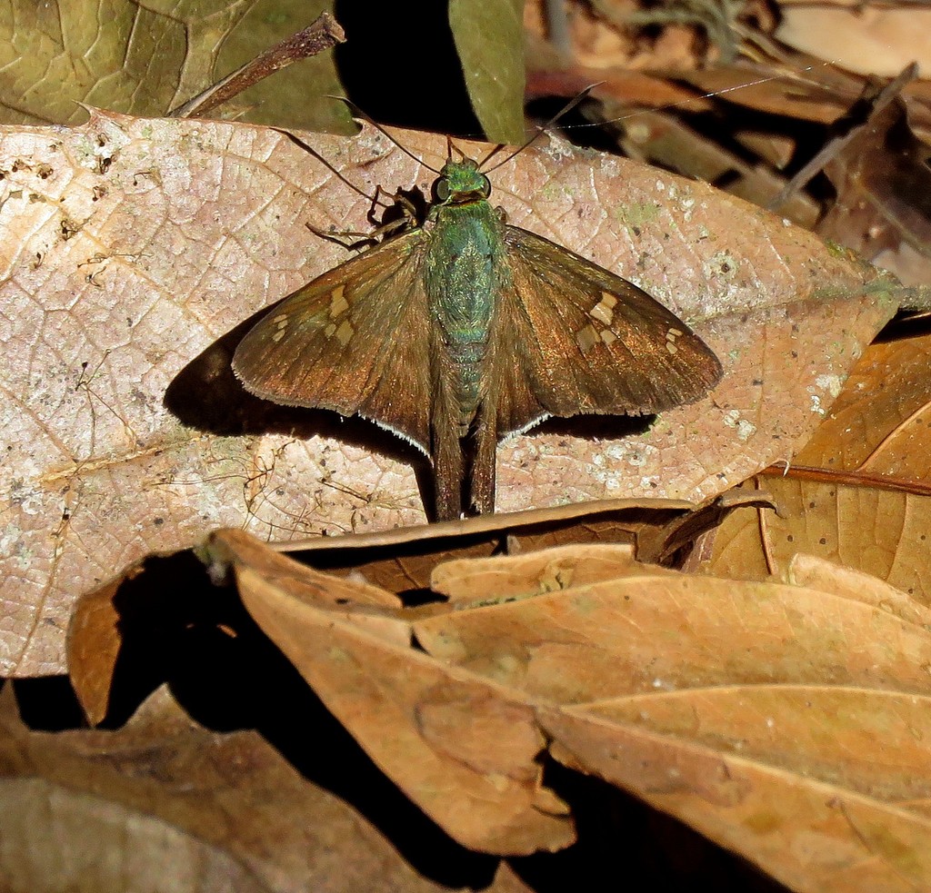 Polythrix auginus