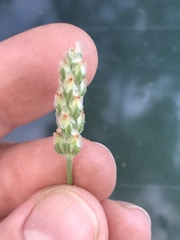 Plantago wrightiana