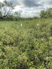 Oenothera glaucifolia