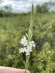 Oenothera glaucifolia