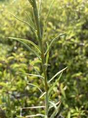 Oenothera glaucifolia