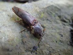 Stenagostus rhombeus