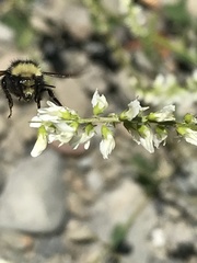 Bombus caliginosus