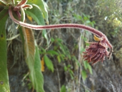 Rhytidophyllum