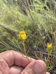Dysodiopsis tagetoides