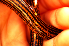 Afrotyphlops elegans