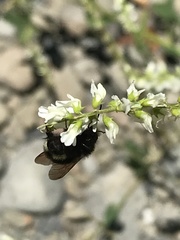 Bombus caliginosus