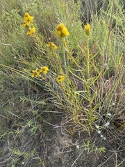 Dysodiopsis tagetoides