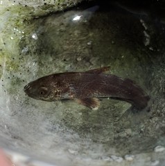 Menticirrhus
