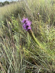 Liatris aestivalis