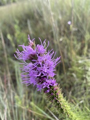 Liatris aestivalis