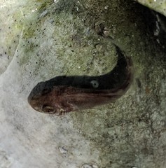Menticirrhus