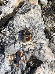 Cephenemyia