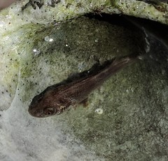 Menticirrhus