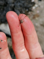 Amphipholis squamata