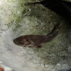 Menticirrhus