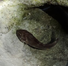 Menticirrhus