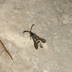 Bembecia uroceriformis