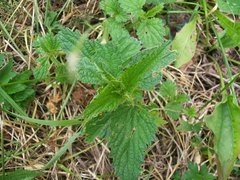 Urtica dioica