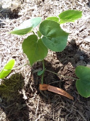 Allowissadula lozanoi