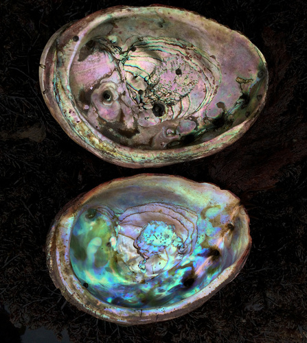 Red Abalone