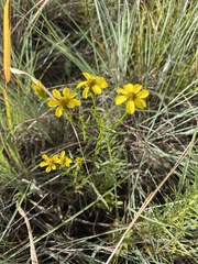 Dysodiopsis tagetoides