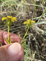 Dysodiopsis tagetoides
