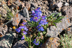Penstemon hallii