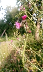 Carduus crispus