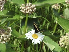 Papilio polyxenes