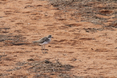 Charadrius asiaticus