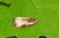 Olethreutes inornatana