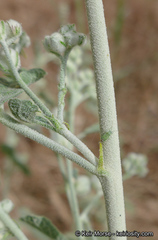 Malacothamnus helleri