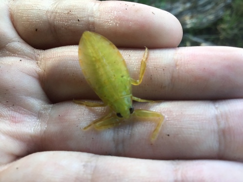 American Giant Water Bug photo 3