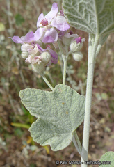 Malacothamnus helleri