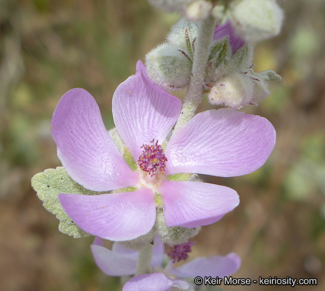 Malacothamnus