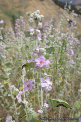 Malacothamnus helleri