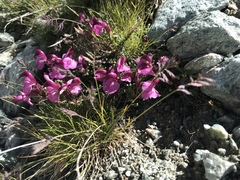 Pedicularis kerneri