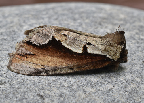 Double-toothed Prominent photo 4