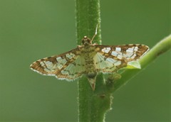 Diacme mopsalis