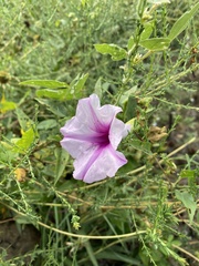Ipomoea shumardiana