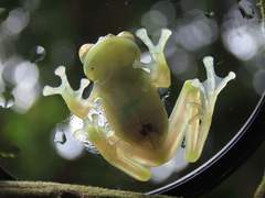 Nymphargus grandisonae