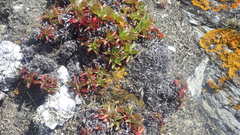 Puccinellia maritima